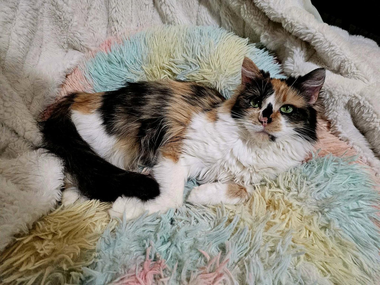 Enlarge Adriana (adoption fee sponsored), a Adoptable Domestic Short Hair in West Des Moines, IA image 1/3