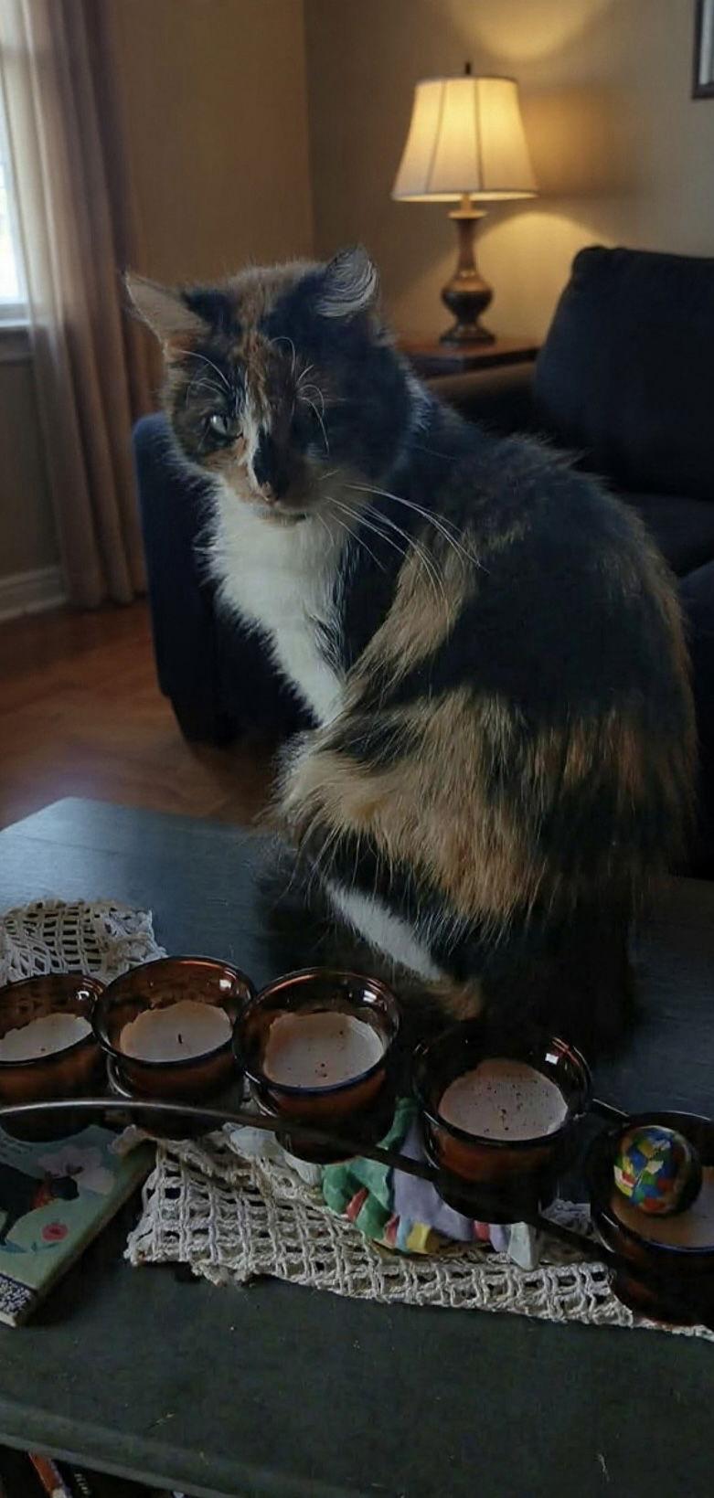 Enlarge Adriana, a Adoptable Domestic Short Hair in West Des Moines, IA image 1/3