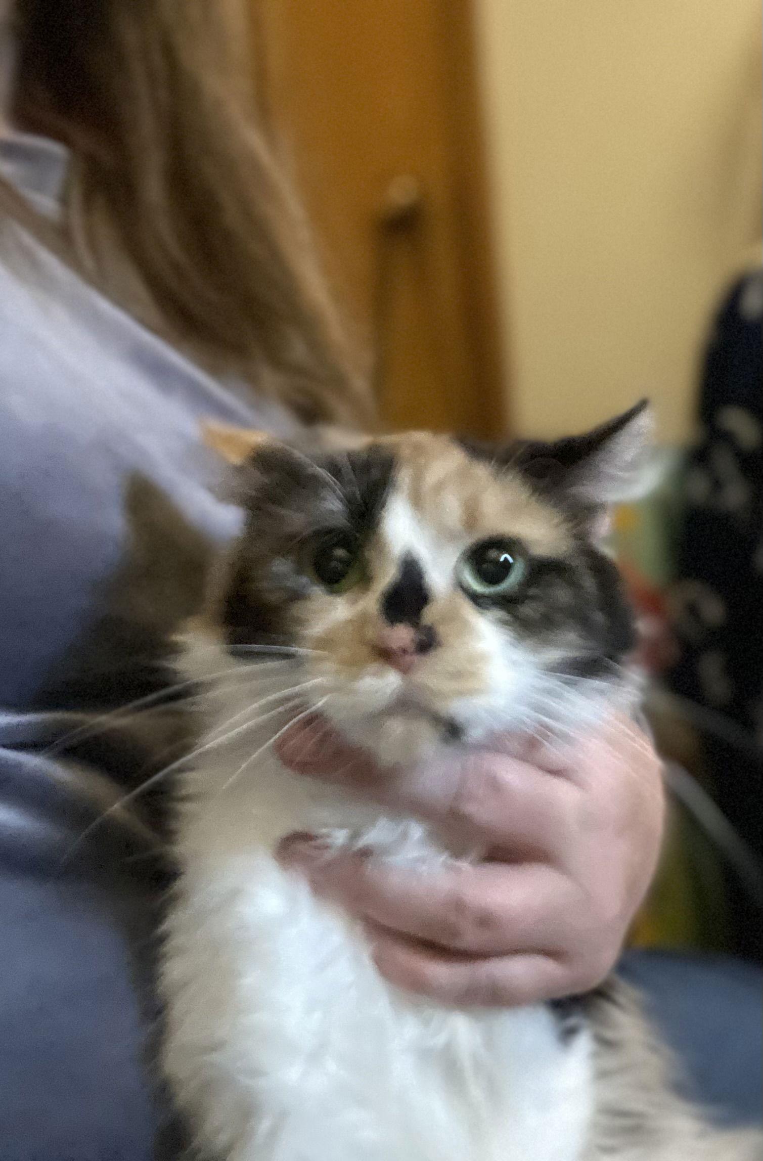 Enlarge Adriana, a Adoptable Domestic Short Hair in West Des Moines, IA image 2/3