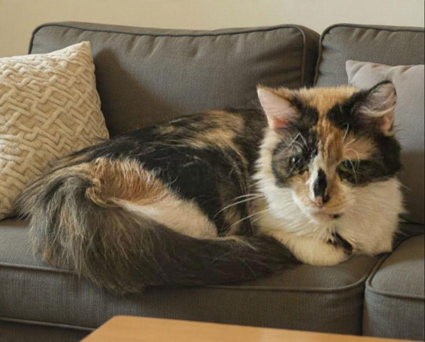 Enlarge Adriana, a Adoptable Domestic Short Hair in West Des Moines, IA image 3/3