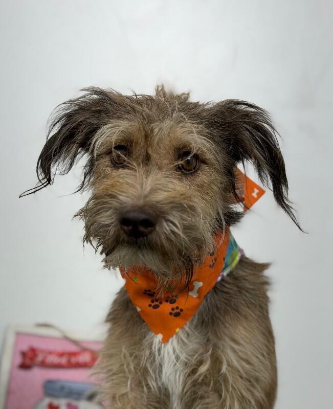 Regina-One of our Amazing Rescue Dogs, Adopted, Puppy Female Schnauzer & Labradoodle.
