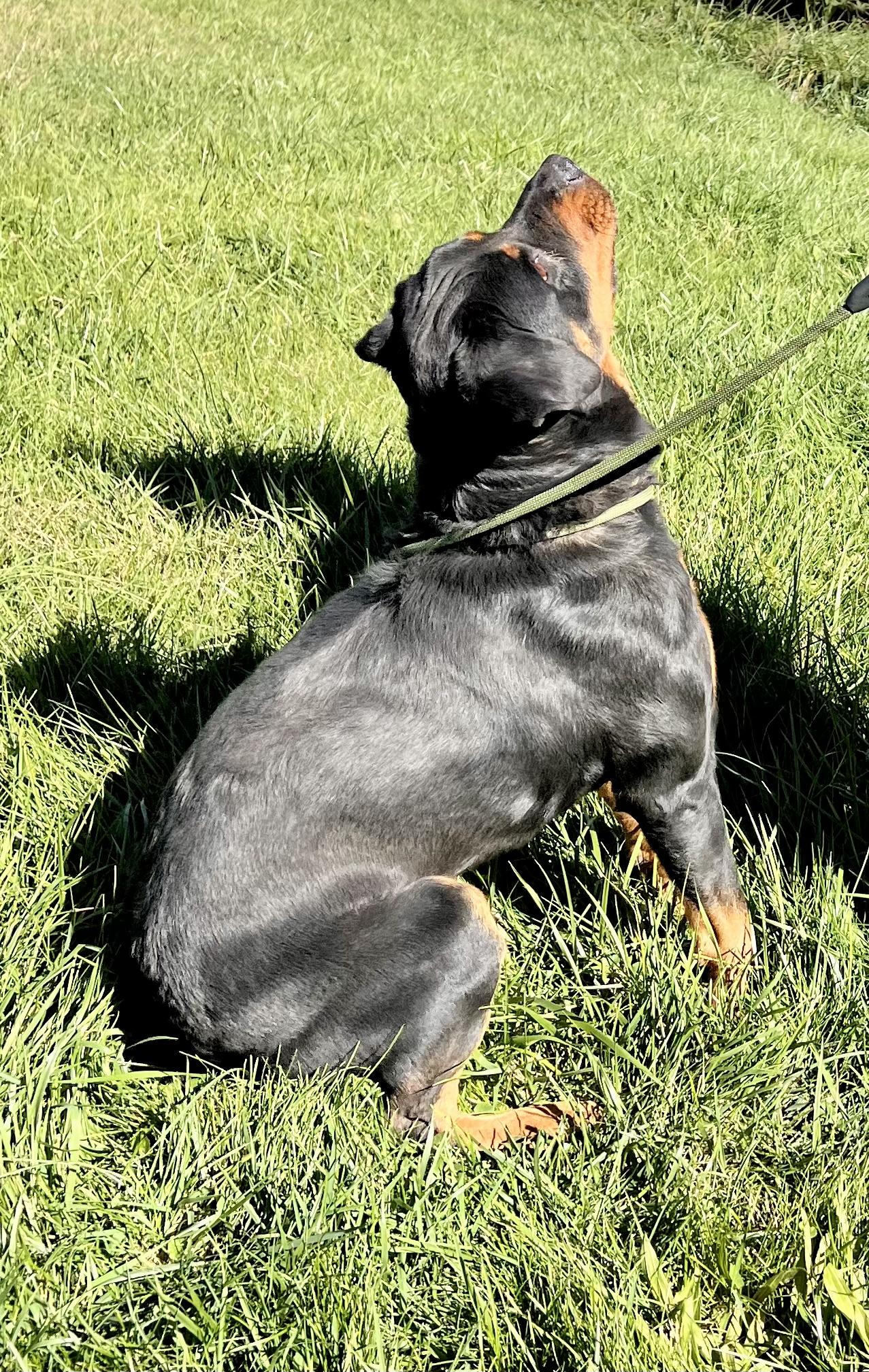 Enlarge Bailey, a Adoptable Rottweiler in sparta, NC image 3/5