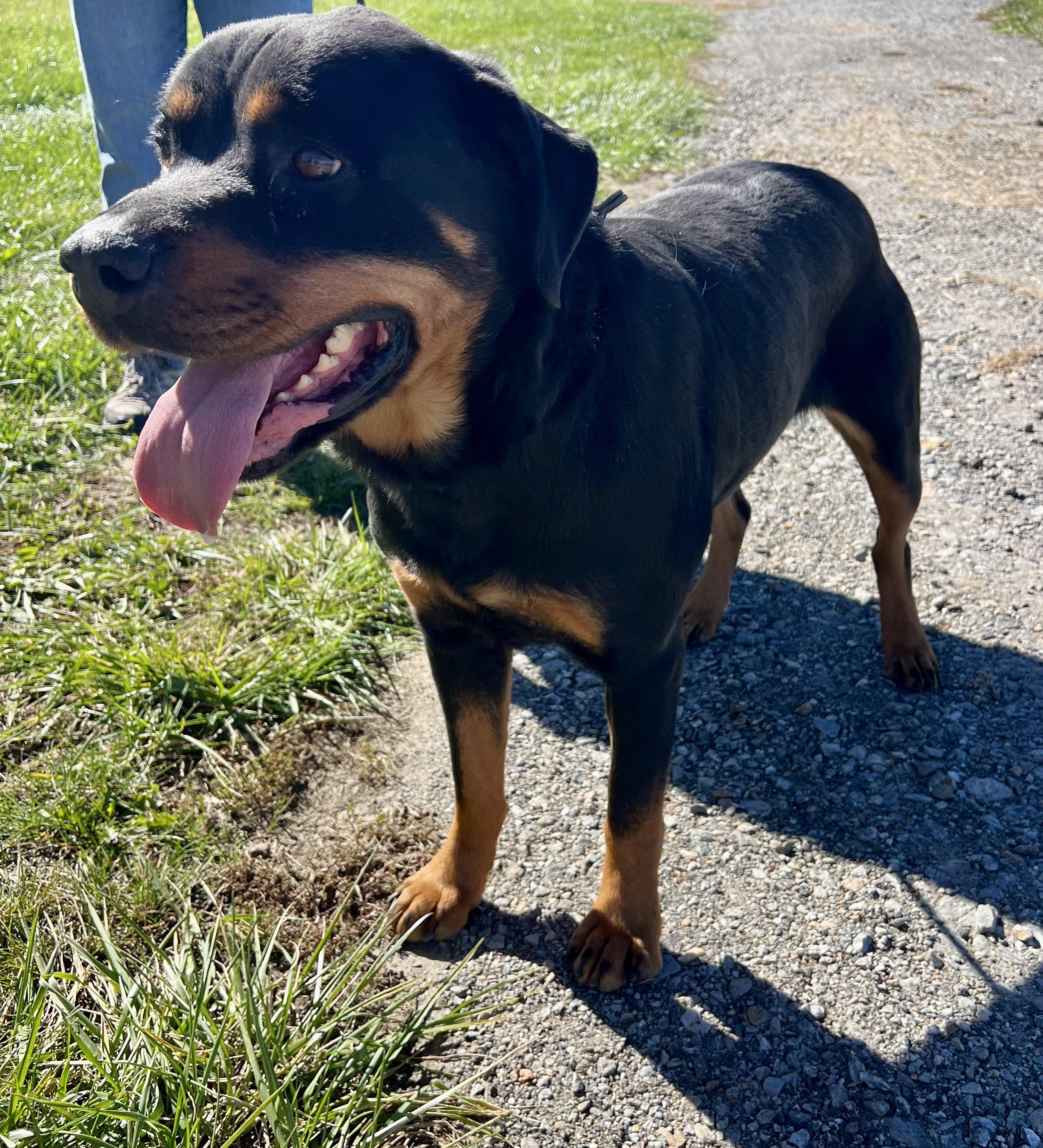 Enlarge Bailey, a Adoptable Rottweiler in sparta, NC image 2/5