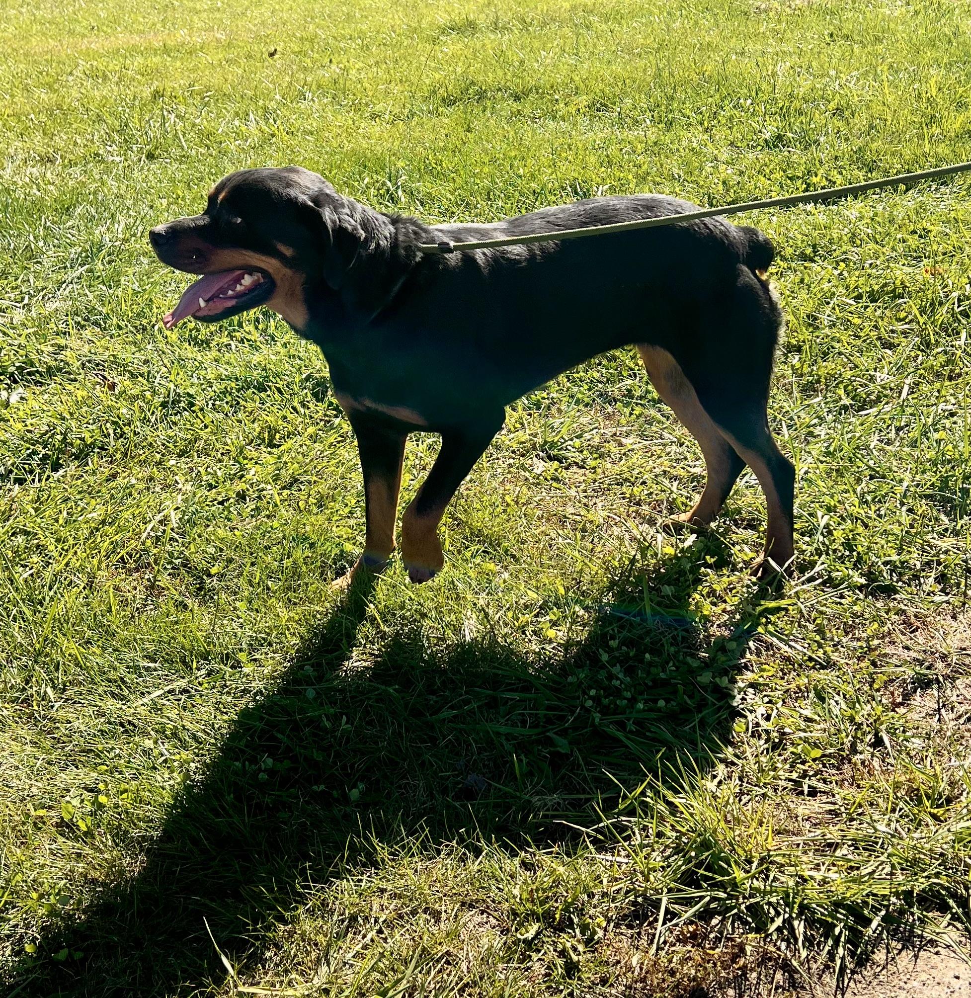 Enlarge Bailey, a Adoptable Rottweiler in sparta, NC image 5/5