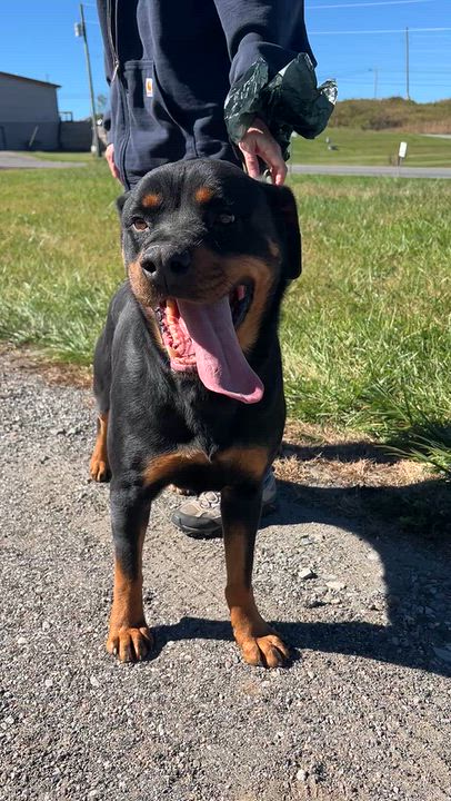 Enlarge Bailey, a Adoptable Rottweiler in sparta, NC video 4/5