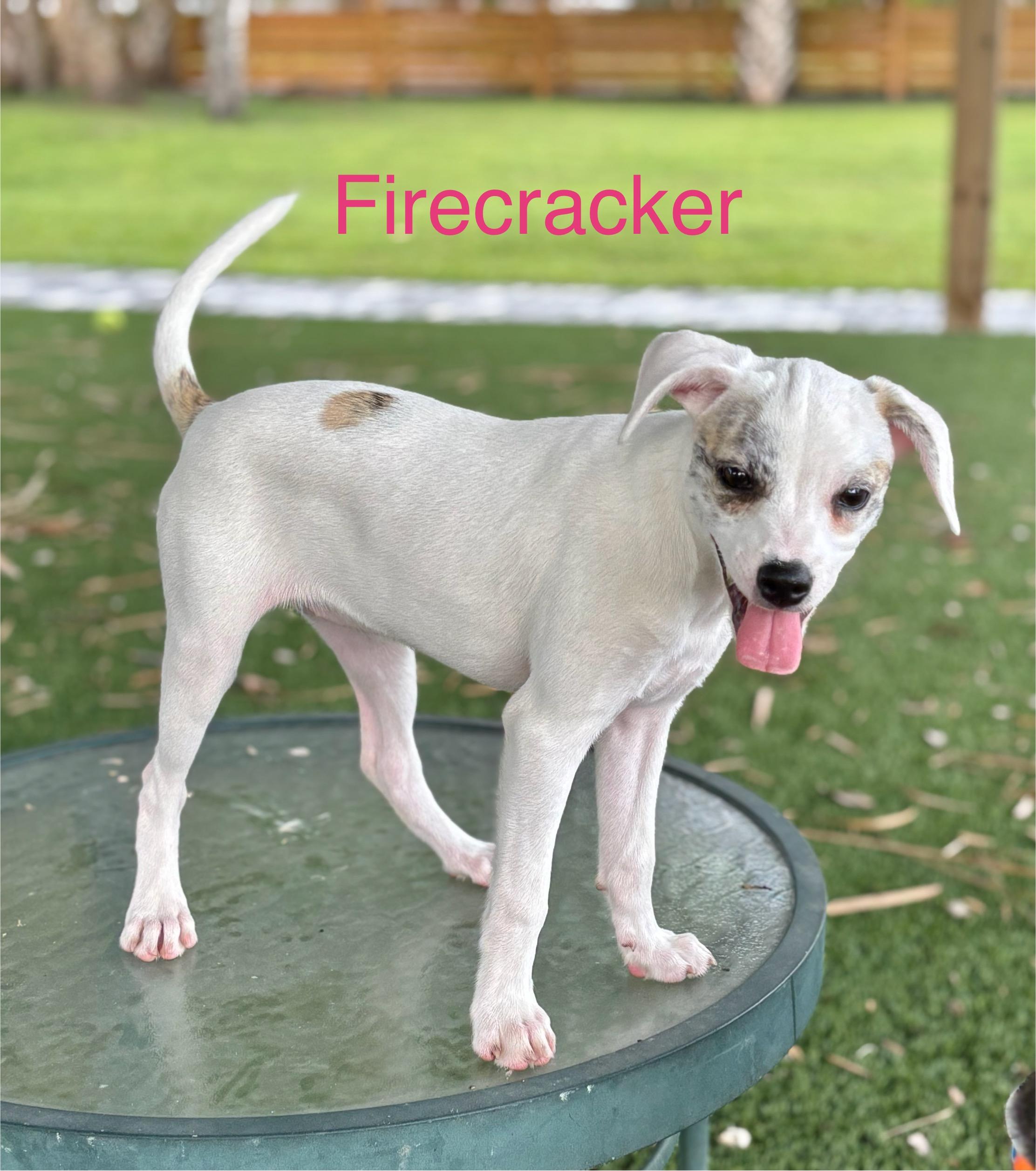 Firecracker