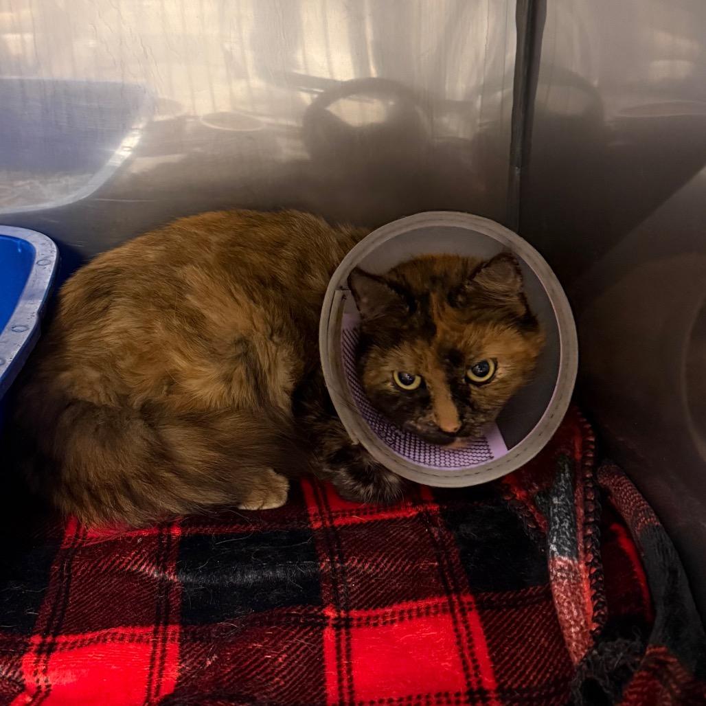 Enlarge Molly, a Adoptable Domestic Short Hair in Lake Panasoffkee, FL image 1/6