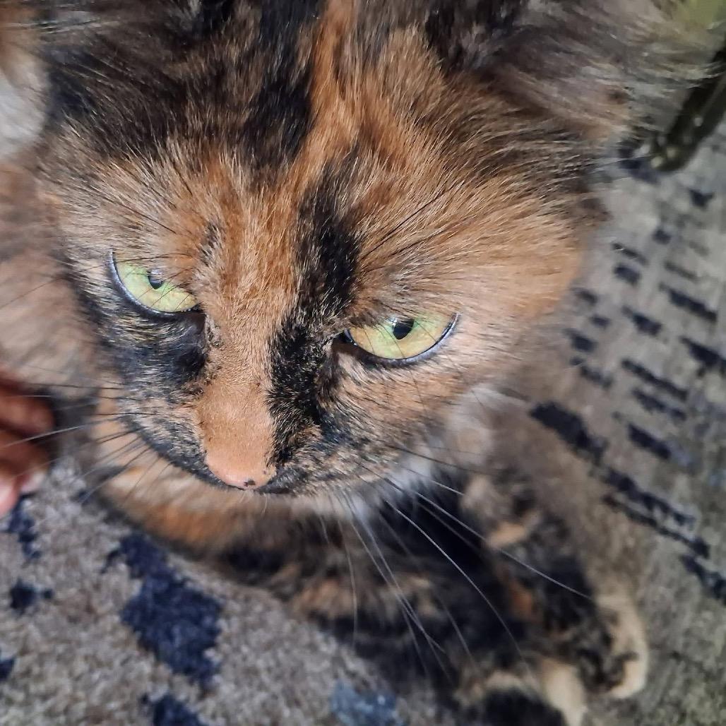 Enlarge Molly, a Adoptable Domestic Short Hair in Lake Panasoffkee, FL image 2/6