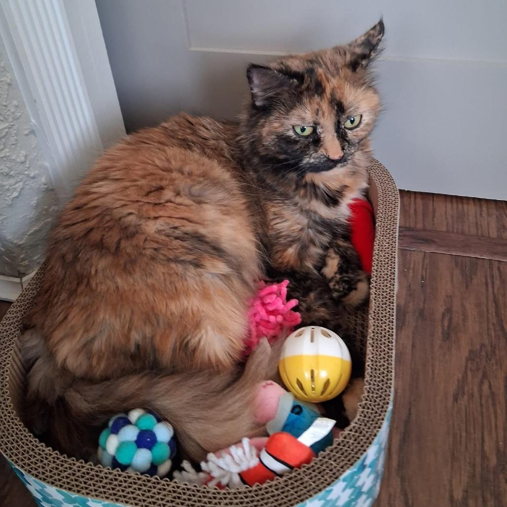 Enlarge Molly, a Adoptable Domestic Short Hair in Lake Panasoffkee, FL image 3/6