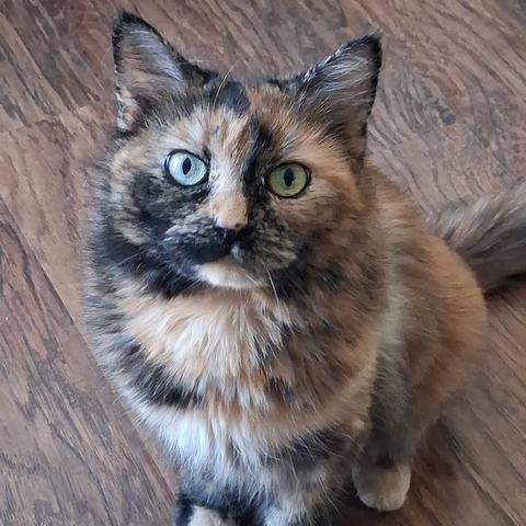 Enlarge Molly, a Adoptable Domestic Short Hair in Lake Panasoffkee, FL image 4/6