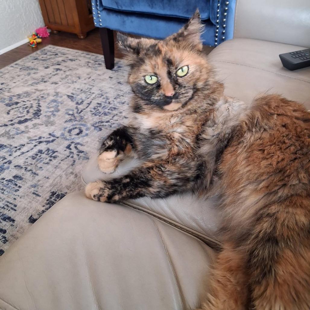 Enlarge Molly, a Adoptable Domestic Short Hair in Lake Panasoffkee, FL image 5/6