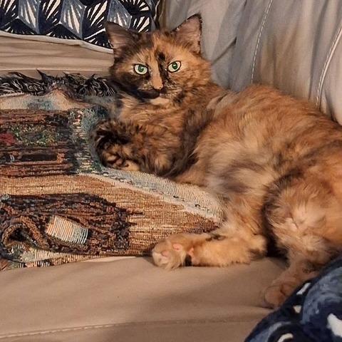 Enlarge Molly, a Adoptable Domestic Short Hair in Lake Panasoffkee, FL image 6/6