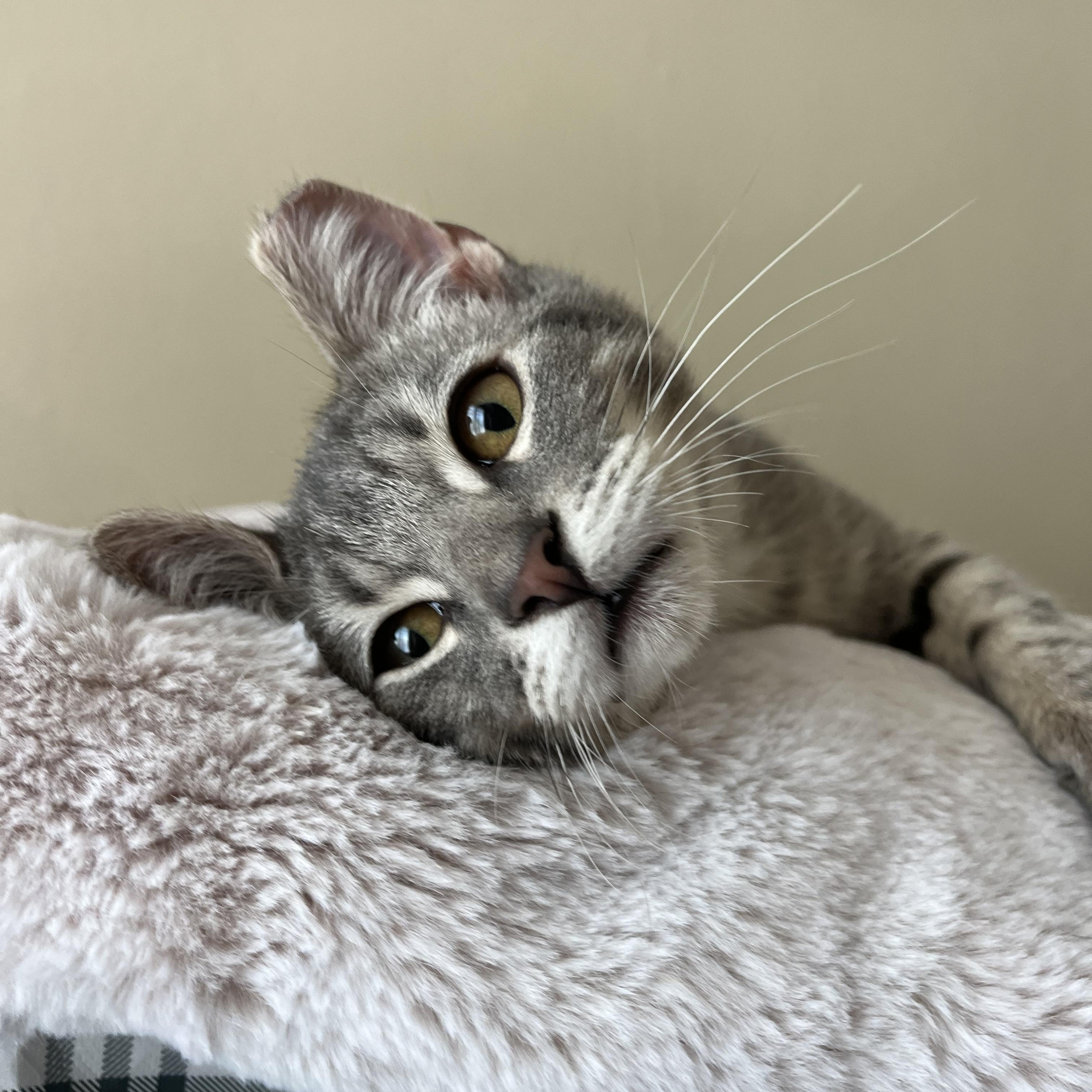 Hubert Or "huby" thumbnail 2