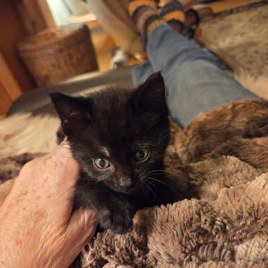 James, Adoptable, Kitten Male Domestic Short Hair.