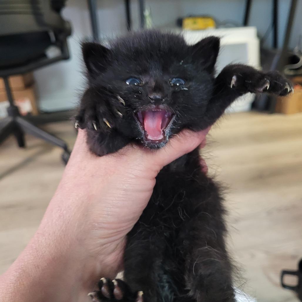 James, a Adoptable Domestic Short Hair in Allyn, WA image 2/2