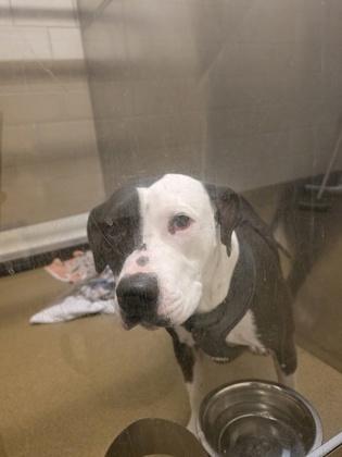 Enlarge Pepper, a Adoptable mixed breed in Cedar Hill, TX image 2/4