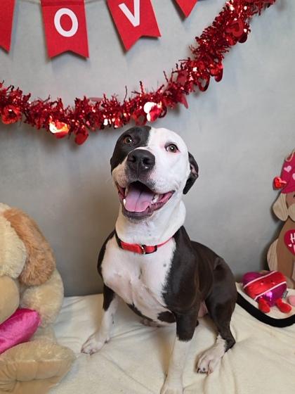 Enlarge Pepper, a Adoptable mixed breed in Cedar Hill, TX image 3/4