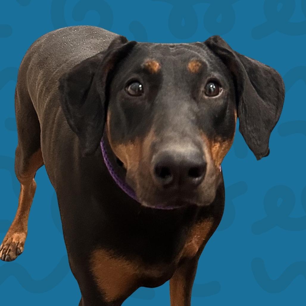 Sadie, Adoptable, Adult Female Doberman Pinscher.