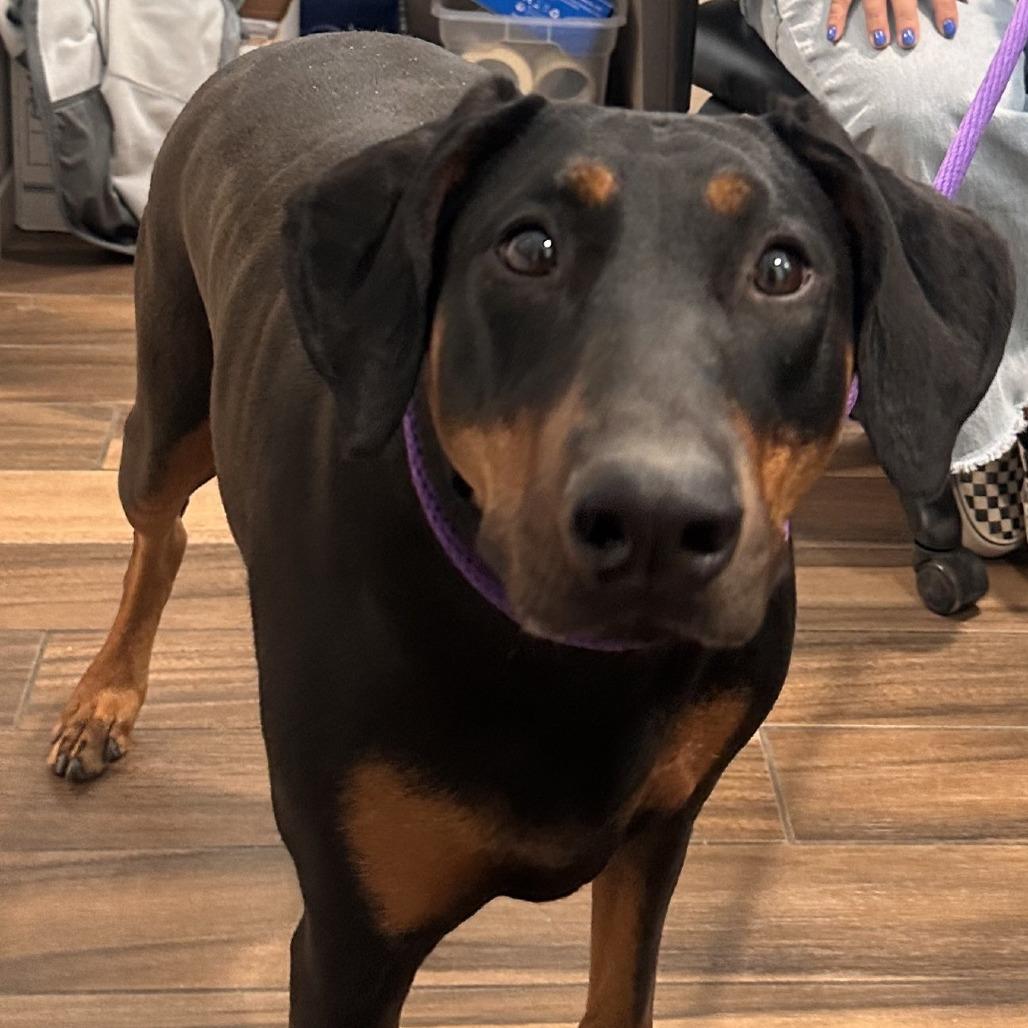 Sadie, a Adoptable Doberman Pinscher in Reno, NV image 2/2