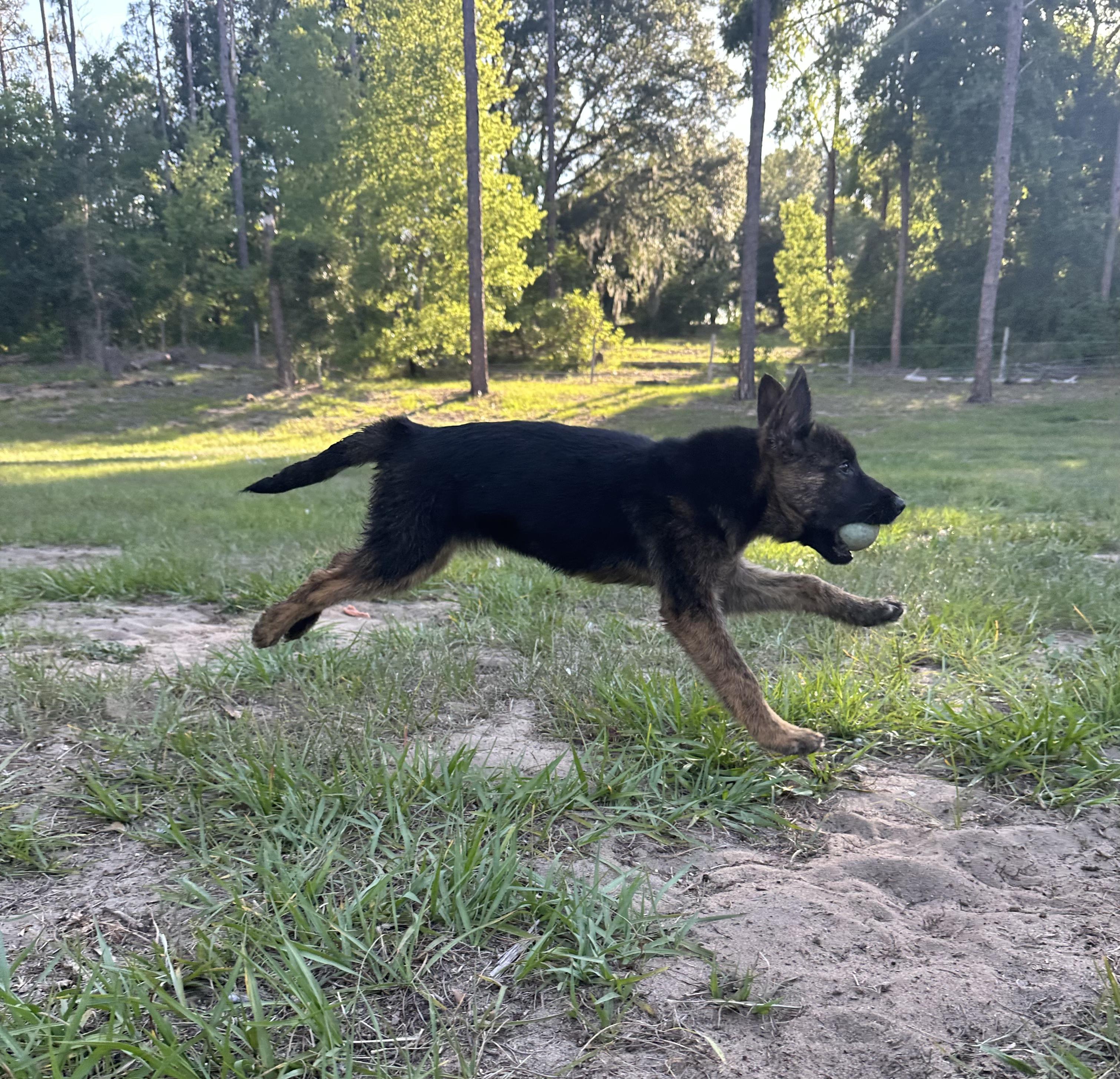 Tina, a ADOPTABLE mixed breed in Clermont, FL image 2/2