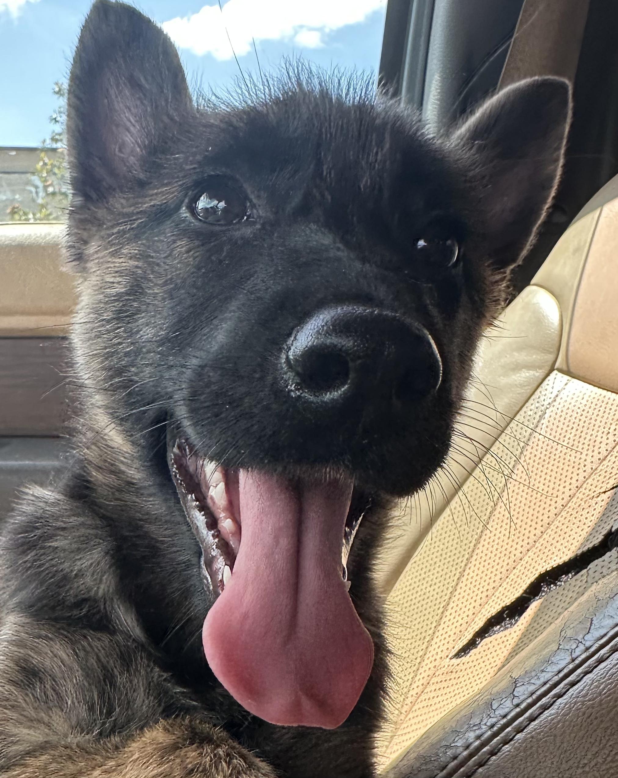 Tina, ADOPTABLE, Young Female German Shepherd Dog & Belgian Shepherd / Malinois.