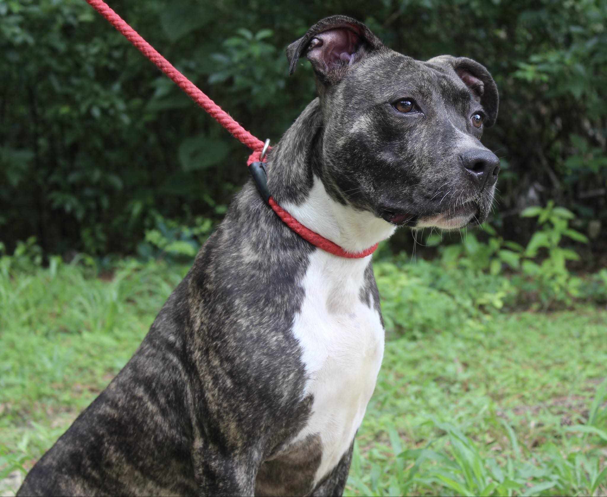 Butch, Adopted, Young Male American Bulldog.