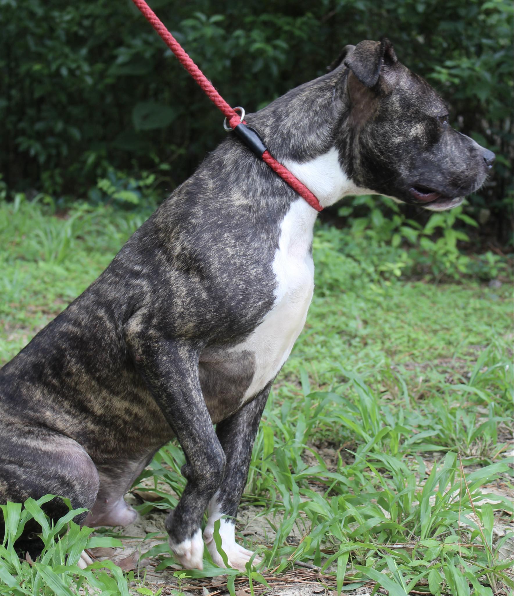 Enlarge Butch, a Adopted American Bulldog in Monticello, FL image 2/3