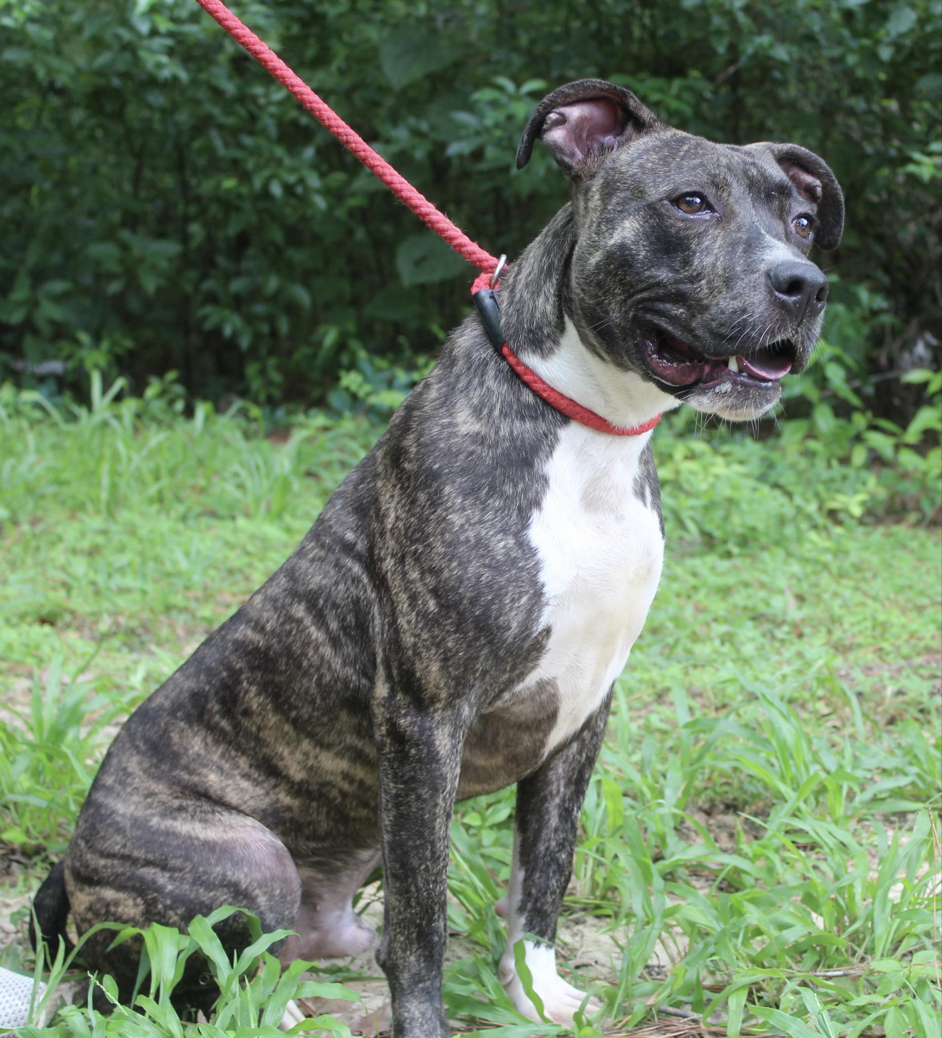 Enlarge Butch, a Adopted American Bulldog in Monticello, FL image 3/3