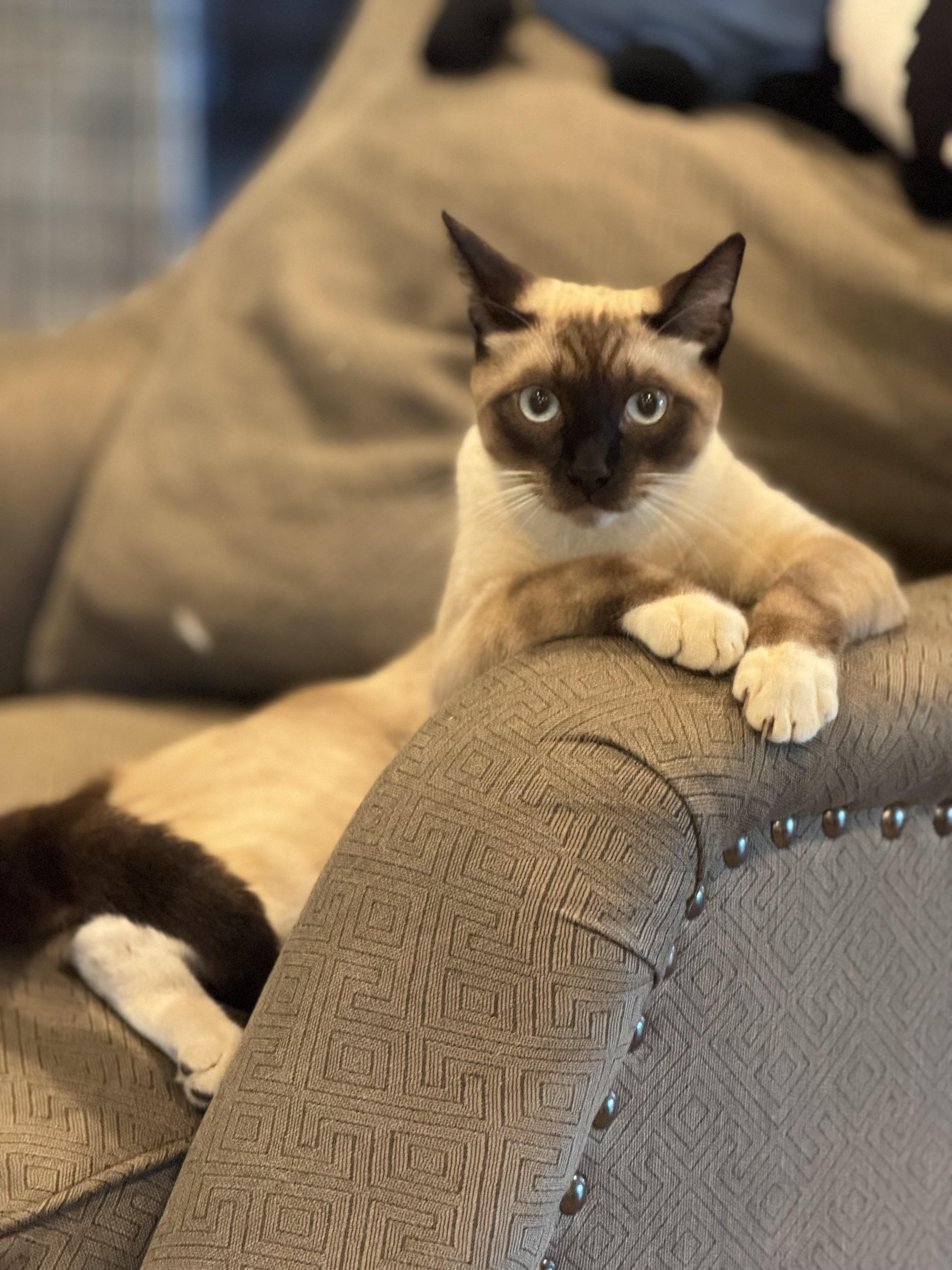 Simon, ADOPTABLE, Young Male Siamese.