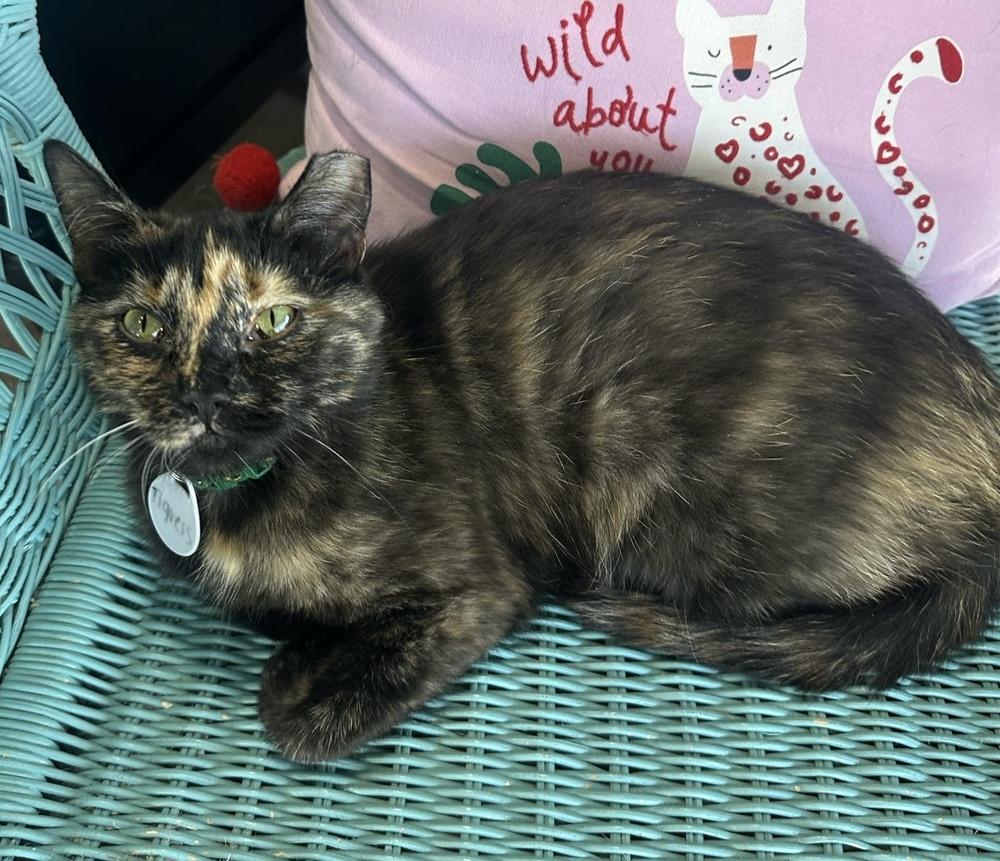 Tigress, Adoptable, Young Female Domestic Short Hair.