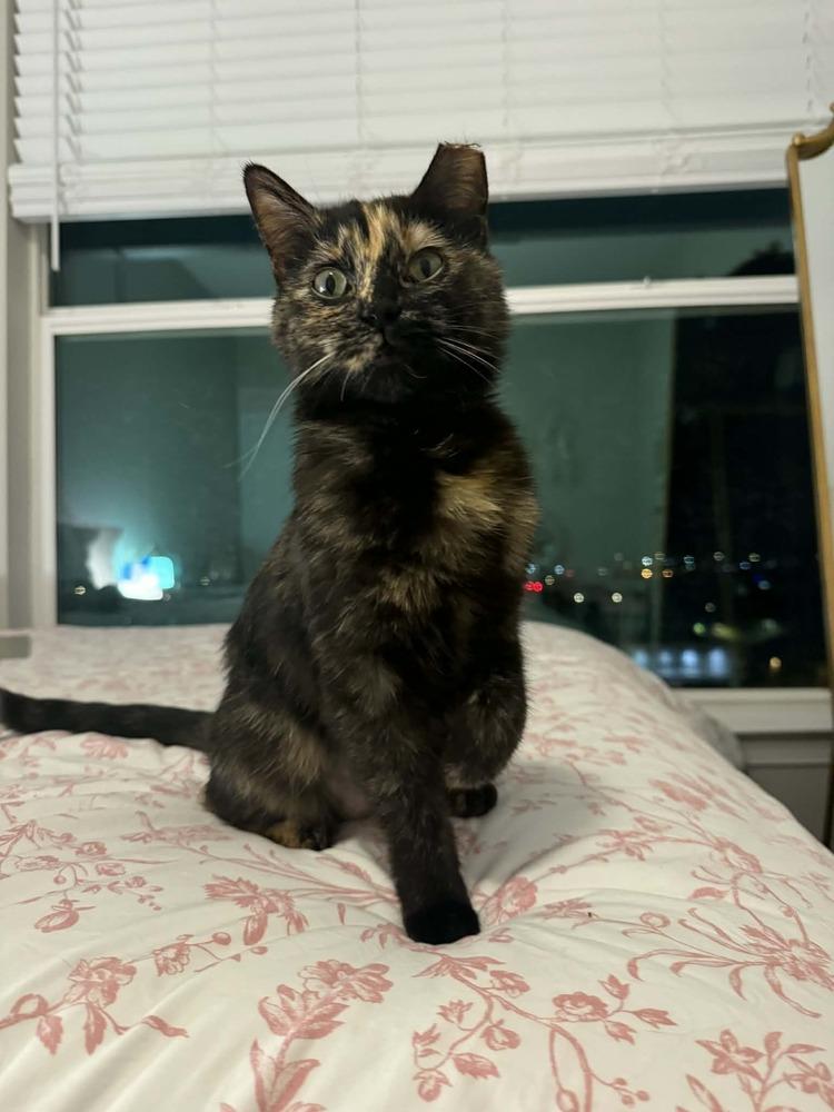Tigress, a Adoptable mixed breed in tucson, AZ image 2/6