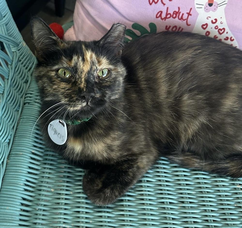 Tigress, a Adoptable mixed breed in tucson, AZ image 3/6
