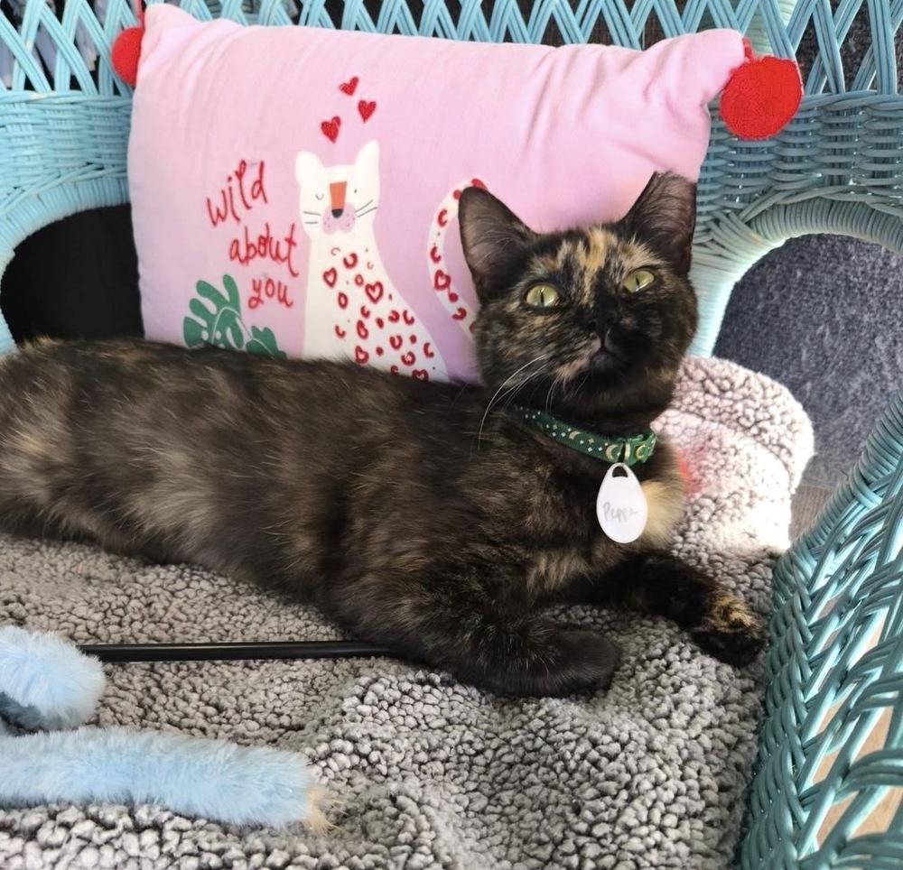 Tigress, a Adoptable mixed breed in tucson, AZ image 5/6
