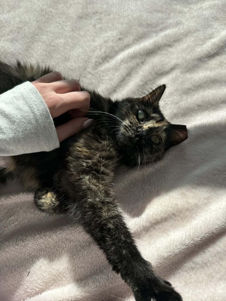 Tigress, a Adoptable mixed breed in tucson, AZ image 6/6