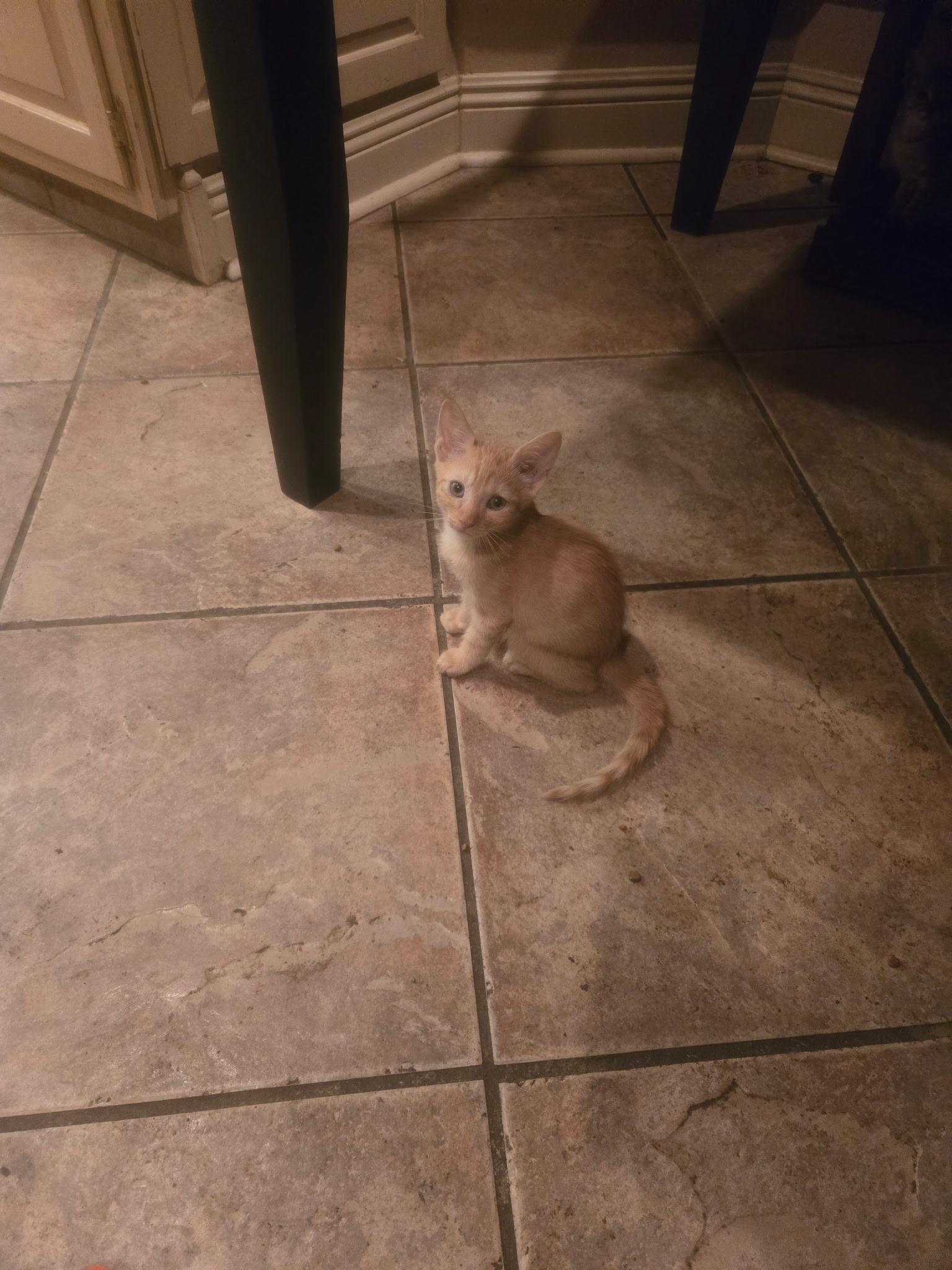 Enlarge Multiple kittens...need foster or adopt!!, a Adoptable mixed breed in Metairie, LA image 5/6