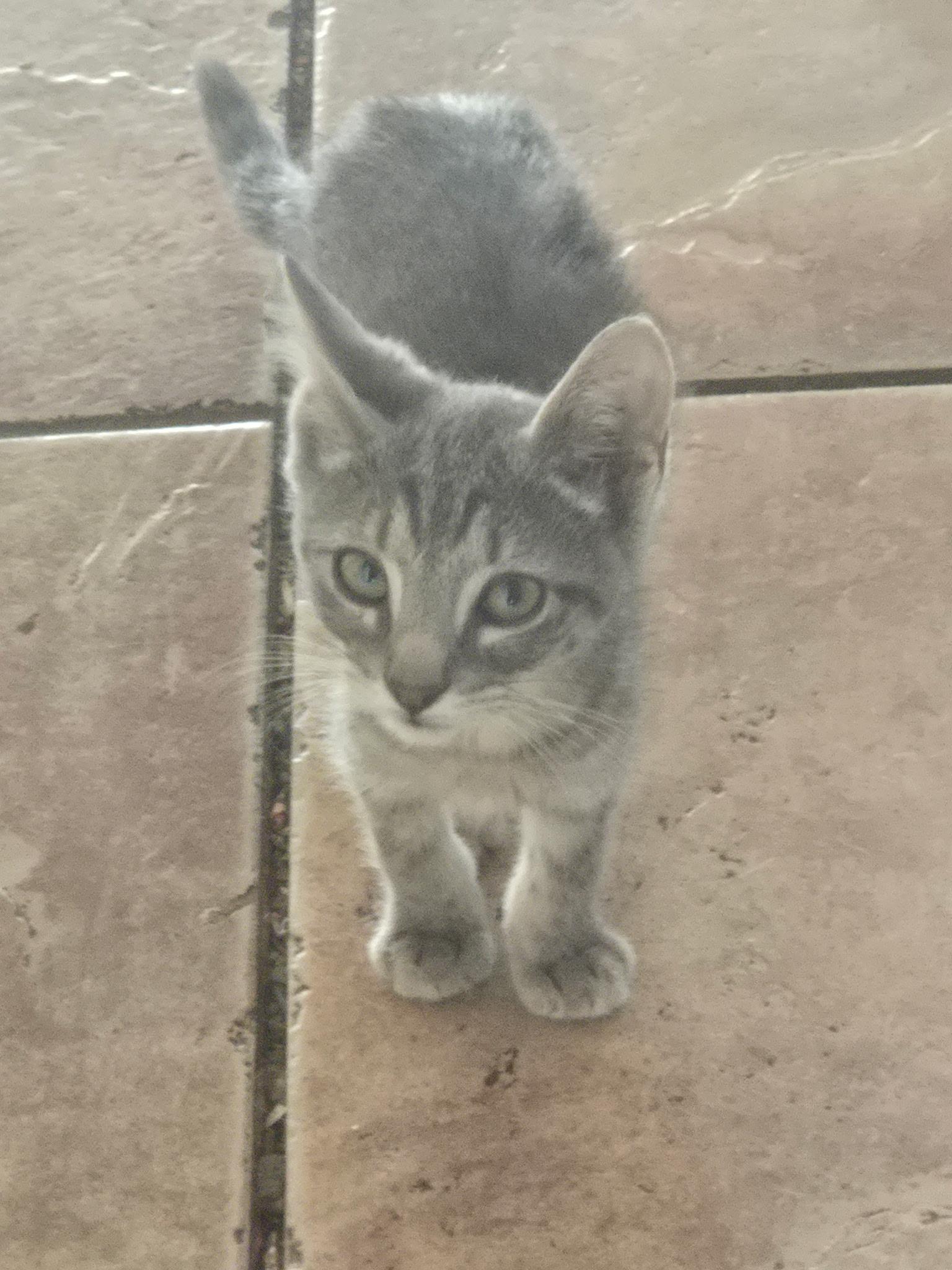 Multiple kittens...need foster or adopt!!, Adoptable, Young Female Domestic Short Hair.