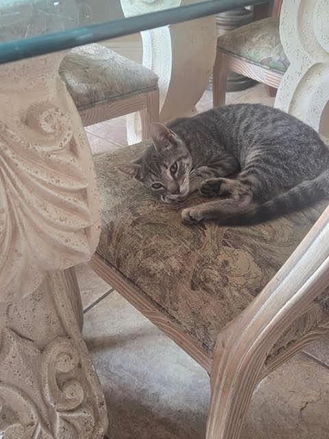 Enlarge Multiple kittens...need foster or adopt!!, a Adoptable mixed breed in Metairie, LA image 3/6