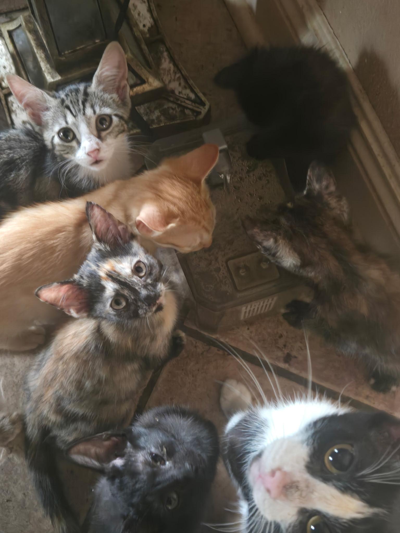 Enlarge Multiple kittens...need foster or adopt!!, a Adoptable mixed breed in Metairie, LA image 1/6