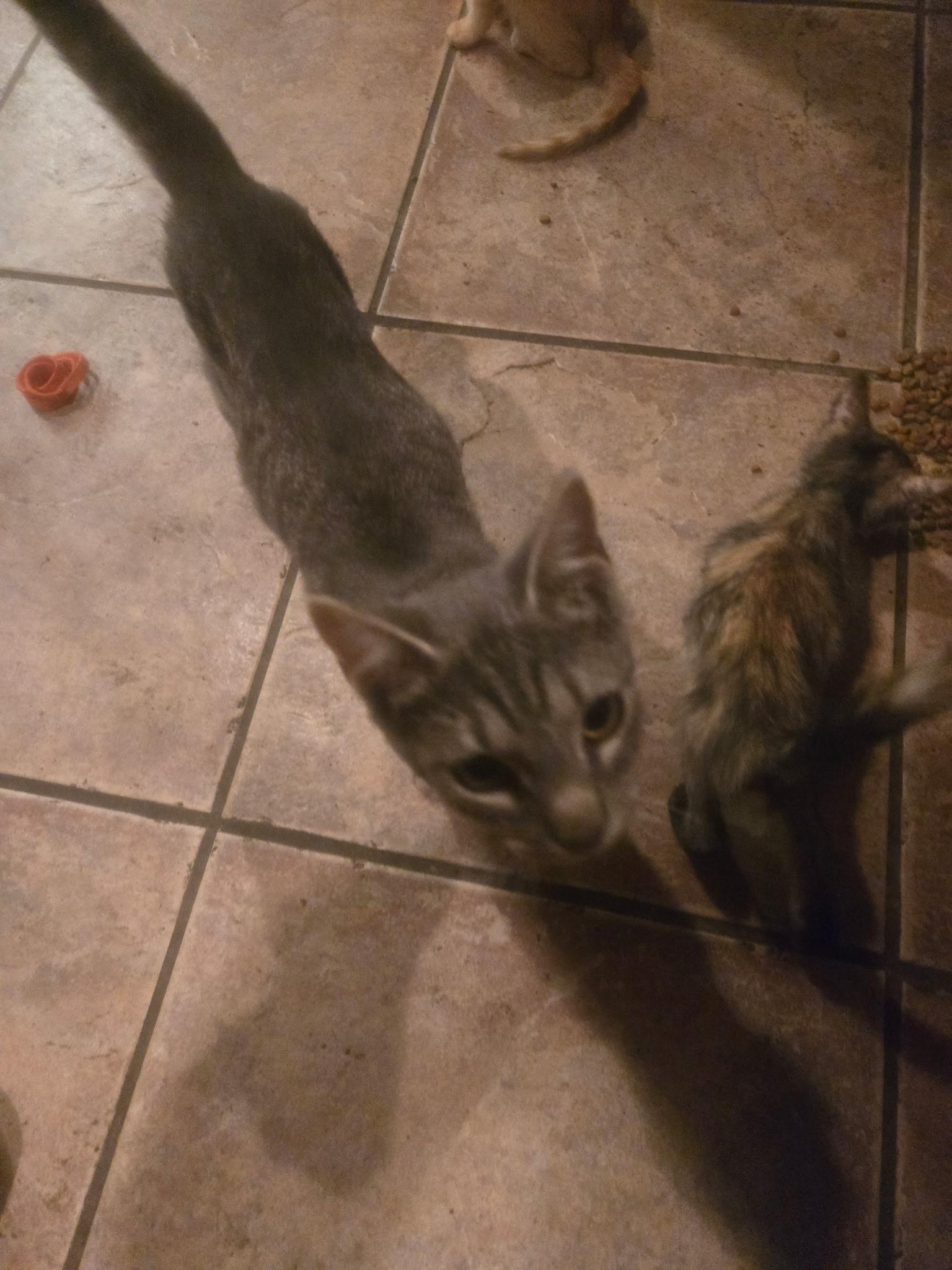 Enlarge Multiple kittens...need foster or adopt!!, a Adoptable mixed breed in Metairie, LA image 6/6