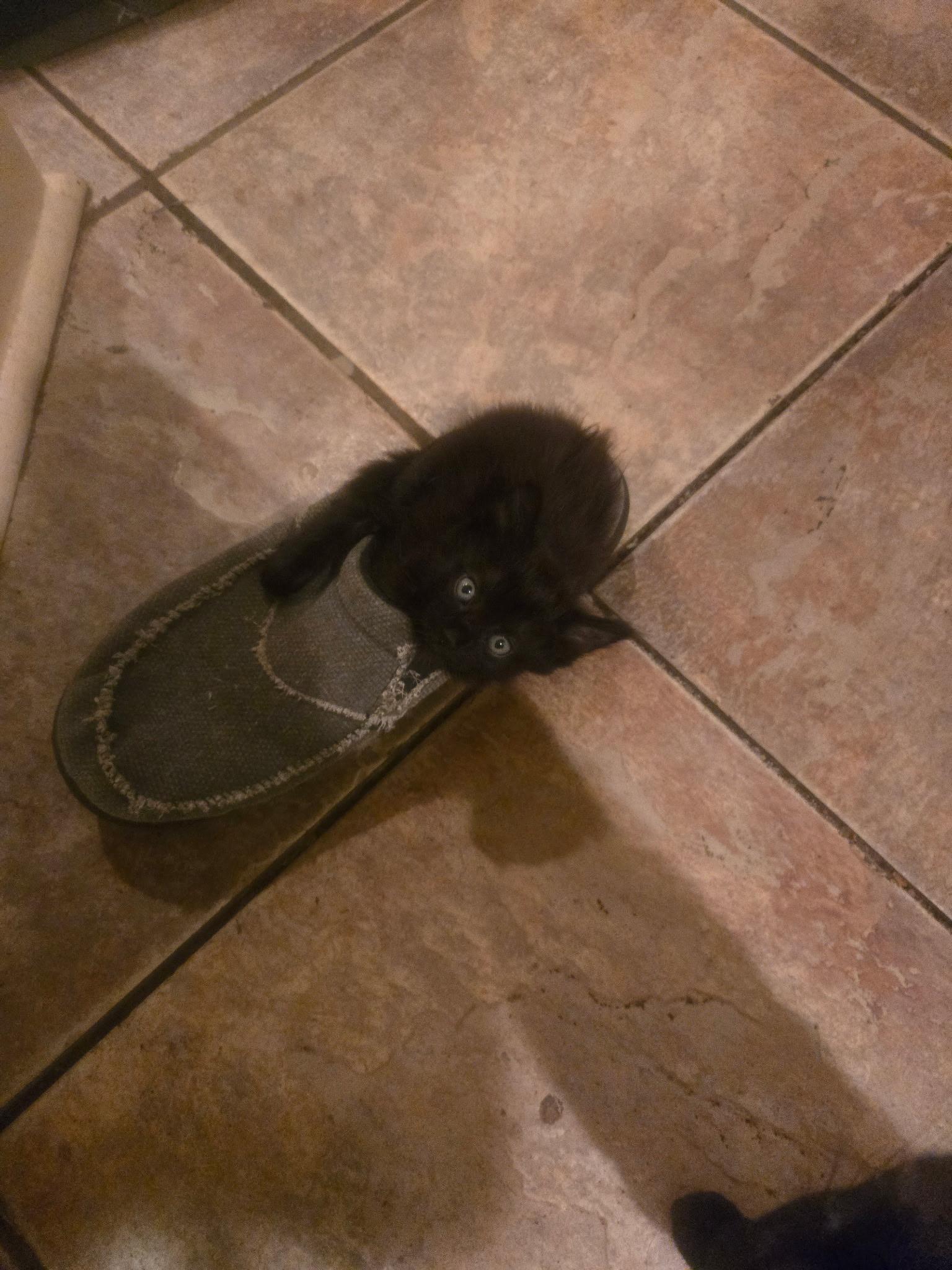 Enlarge Multiple kittens...need foster or adopt!!, a Adoptable mixed breed in Metairie, LA image 4/6