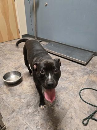 Enlarge Queenie, a ADOPTABLE Mixed Breed in Missoula, MT image 1/1