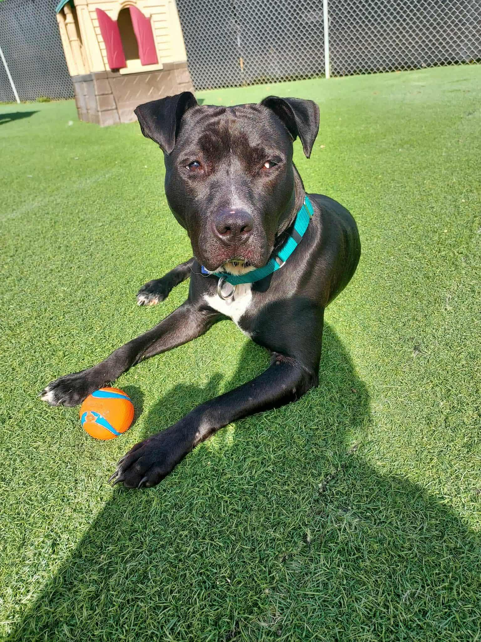 Briella, Adoptable, Adult Female American Staffordshire Terrier.