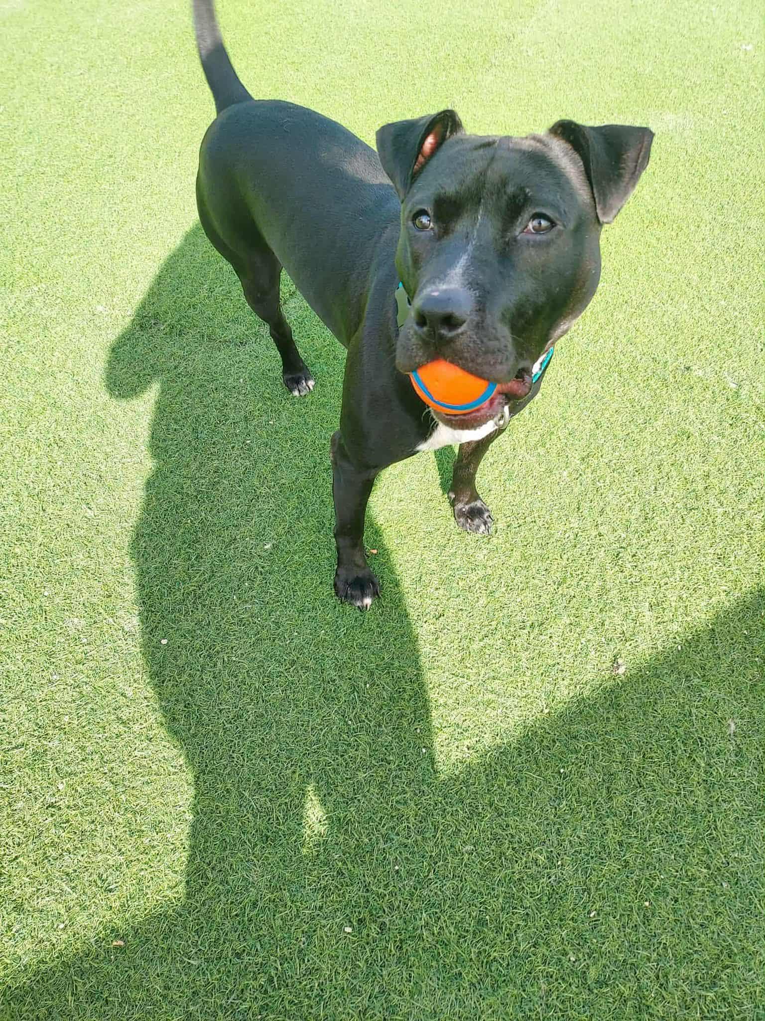 Enlarge Briella, a Adoptable American Staffordshire Terrier in Blaine, MN image 2/5