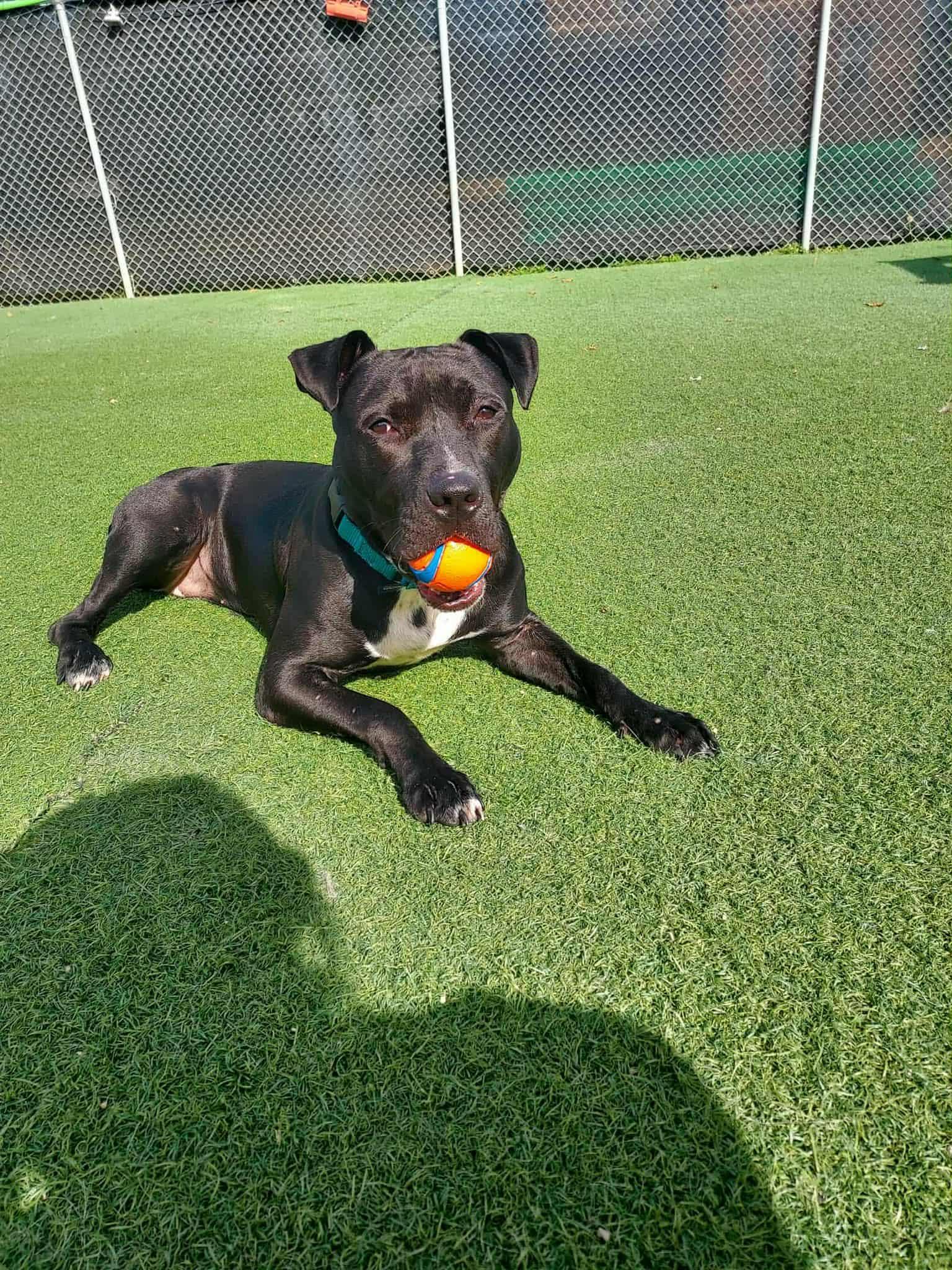 Enlarge Briella, a Adoptable American Staffordshire Terrier in Blaine, MN image 3/5