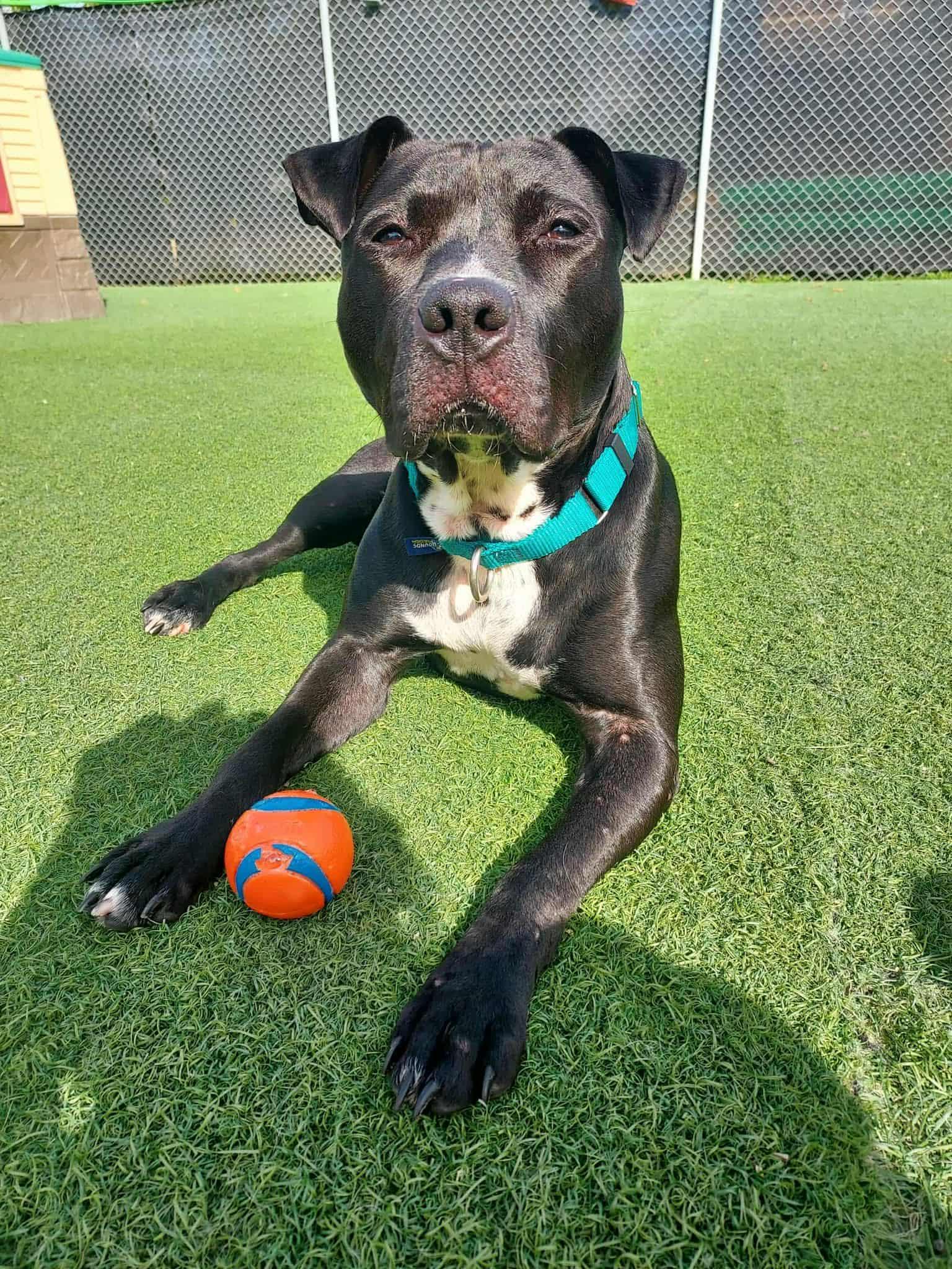 Enlarge Briella, a Adoptable American Staffordshire Terrier in Blaine, MN image 4/5