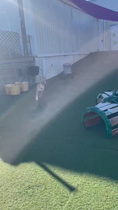 Enlarge Briella, a Adoptable American Staffordshire Terrier in Blaine, MN video 5/5