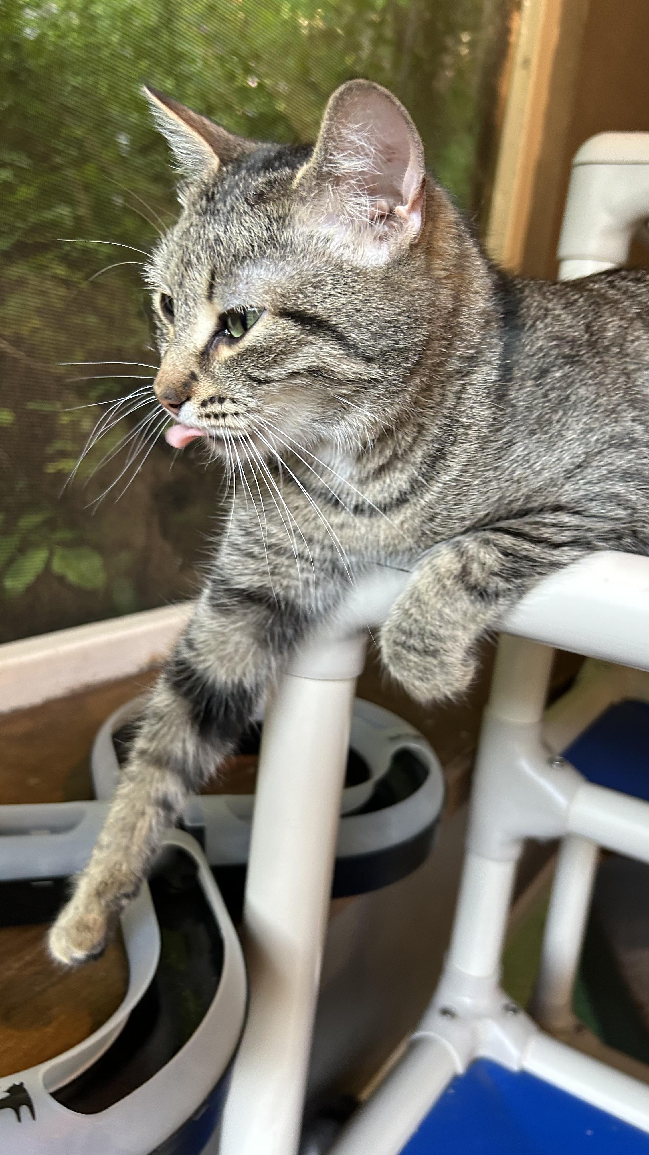 Enlarge Fawna, a ADOPTABLE Domestic Short Hair in White Oak, PA image 3/6