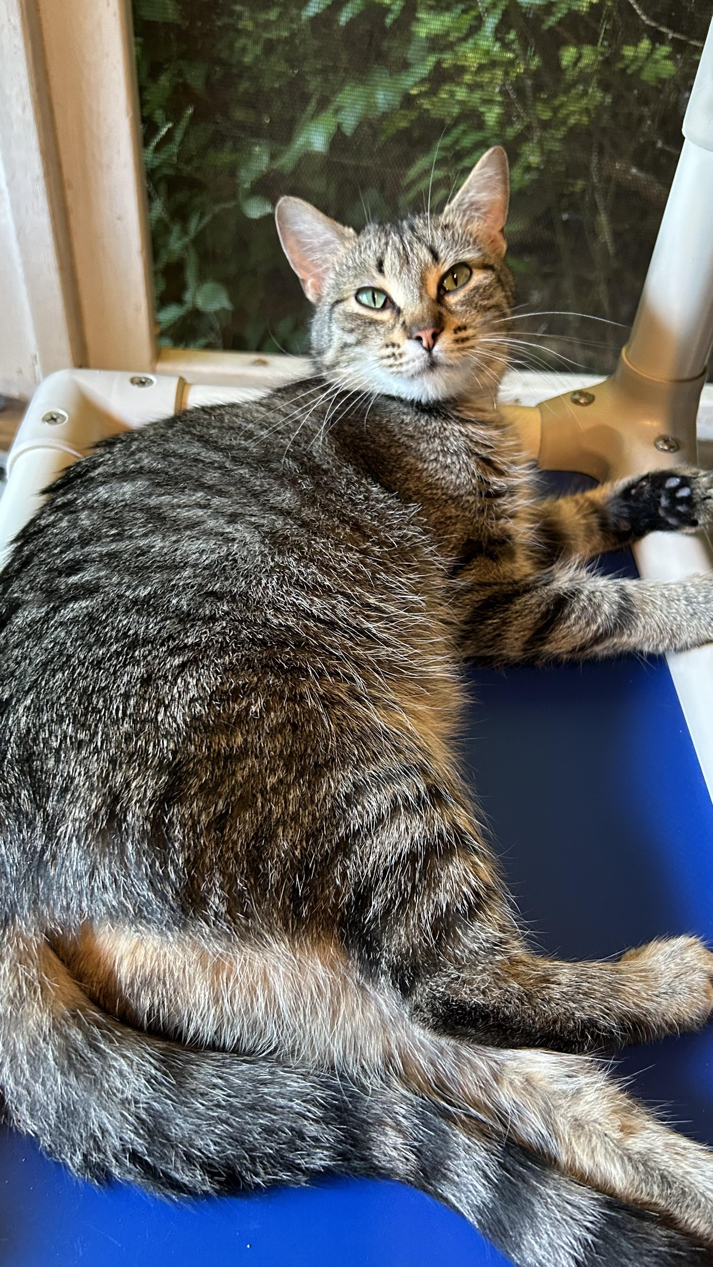 Enlarge Fawna, a ADOPTABLE Domestic Short Hair in White Oak, PA image 4/6