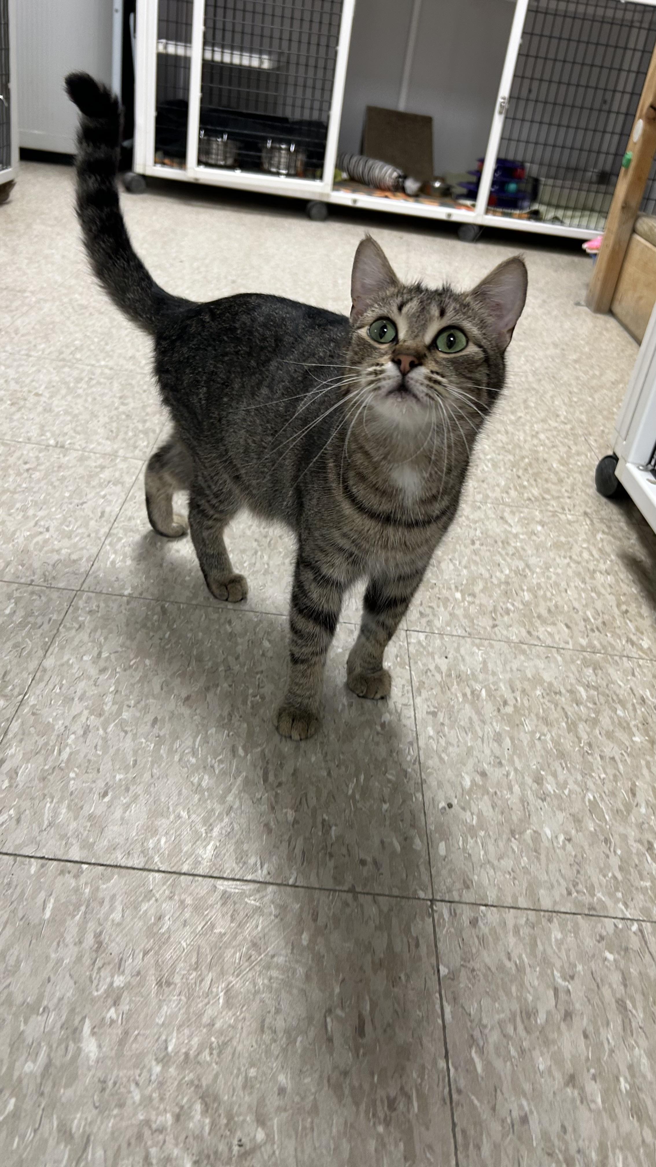 Enlarge Fawna, a ADOPTABLE Domestic Short Hair in White Oak, PA image 6/6