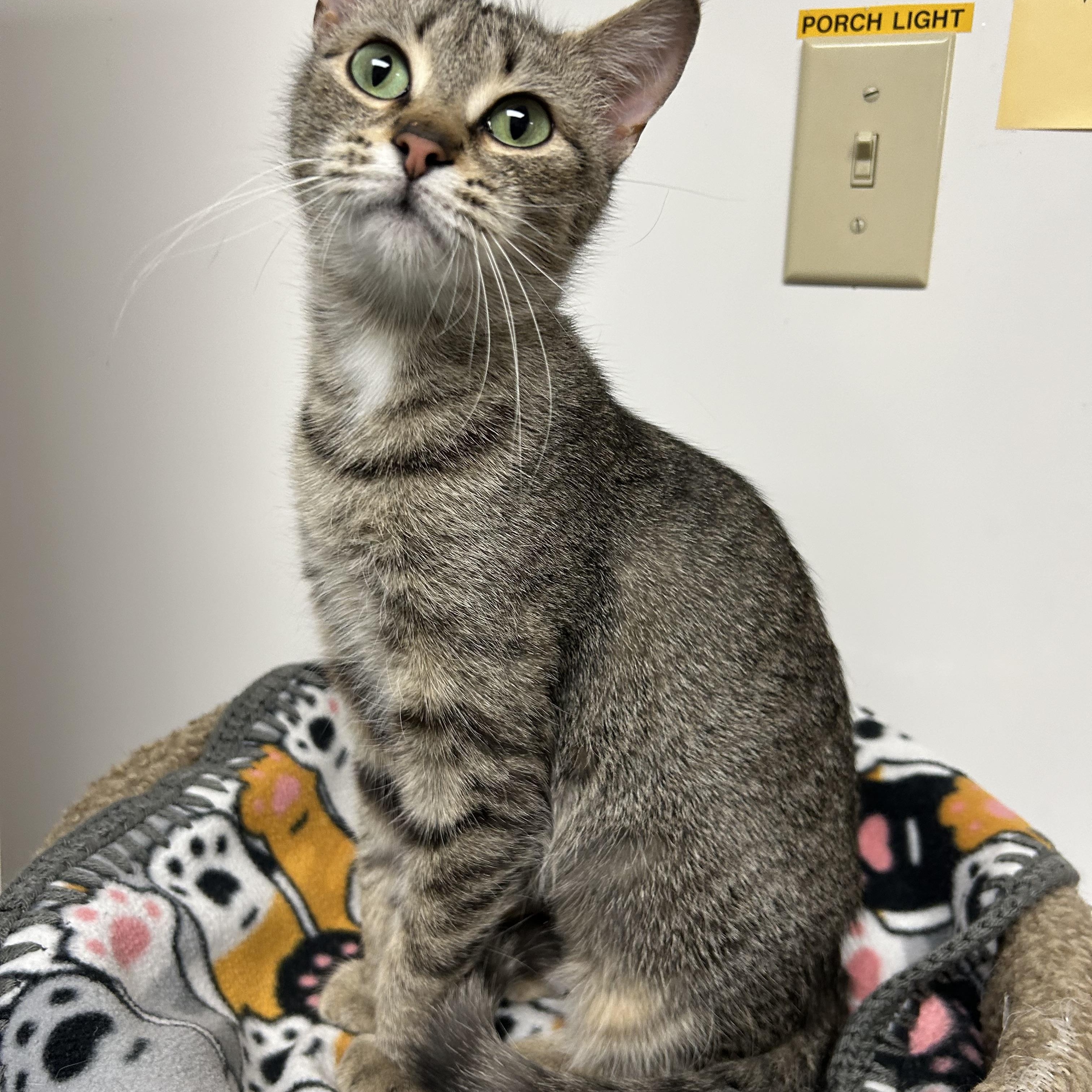 Fawna, a ADOPTABLE Domestic Short Hair in White Oak, PA image 2/4